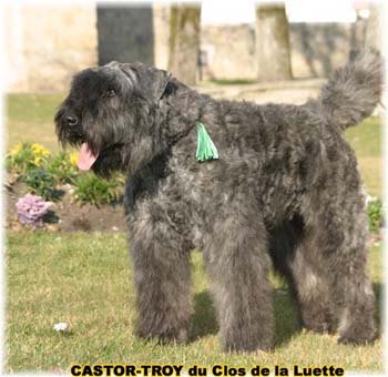 bouvier des flandres du clos de la luette - copyright d&eacute;pos&eacute;